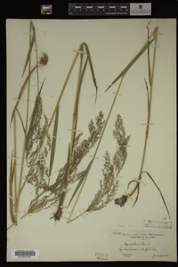 Agrostis alba image