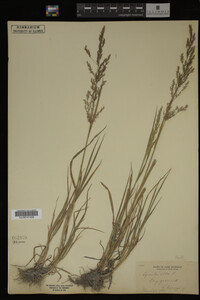 Agrostis alba image