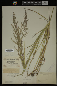 Agrostis alba image