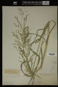 Agrostis alba image