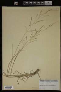 Agrostis alba image
