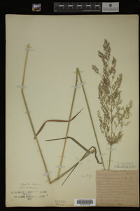 Agrostis alba image