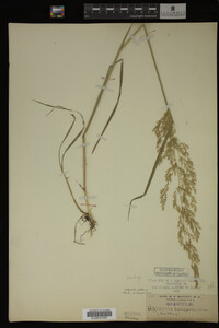 Agrostis alba image