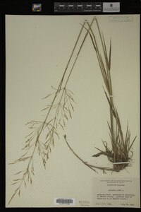 Agrostis alba image
