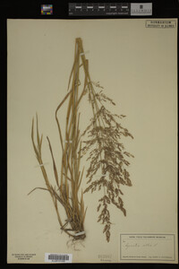 Agrostis alba image