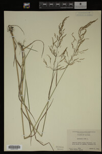 Agrostis alba image