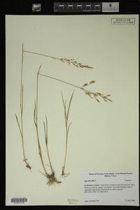 Agrostis alba image