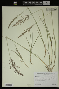 Agrostis alba image