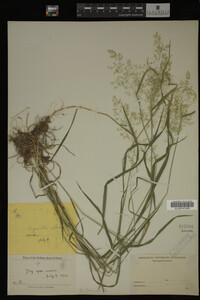 Agrostis alba image