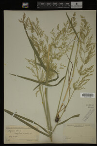 Agrostis alba image