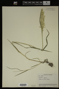 Agrostis alba image