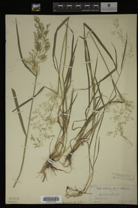Agrostis alba image