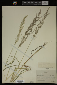 Agrostis alba image