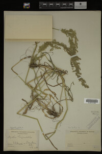 Agrostis alba image