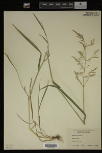 Agrostis alba image
