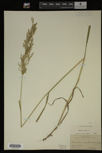 Agrostis alba image