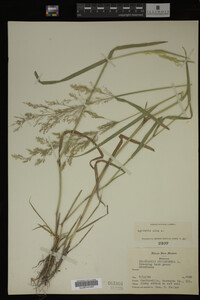 Agrostis alba image