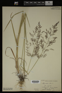 Agrostis alba image
