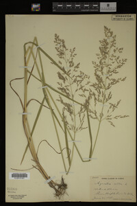 Agrostis alba image