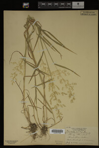 Agrostis alba image