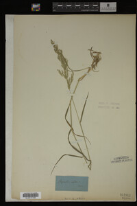 Agrostis alba image