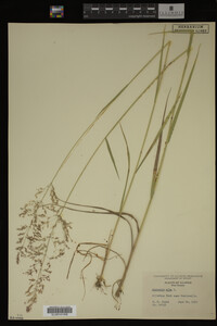 Agrostis alba image