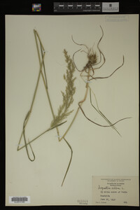 Agrostis alba image
