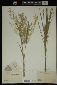 Agrostis alba image