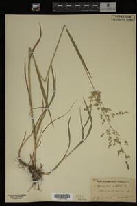 Agrostis alba image