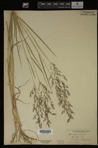 Agrostis alba image