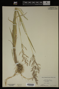 Agrostis alba image