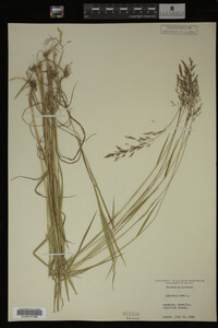Agrostis alba image