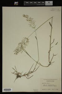 Agrostis alba image