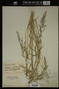 Agrostis alba image