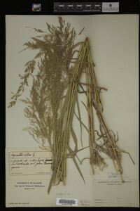 Agrostis alba image