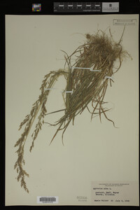 Agrostis alba image