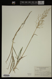 Agrostis alba image
