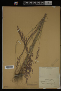 Agrostis alba image