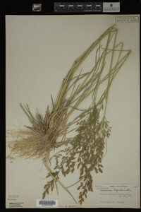 Agrostis alba image
