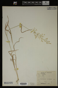 Agrostis alba image