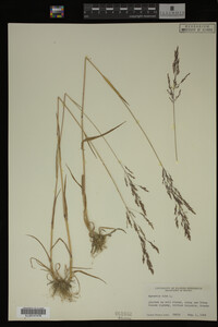 Agrostis alba image