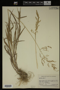 Agrostis alba image