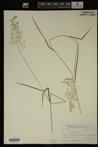 Agrostis alba image