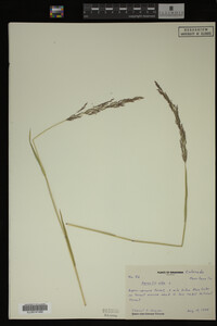 Agrostis alba image