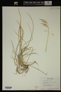 Agrostis alba image