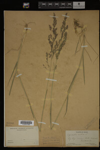 Agrostis alba image