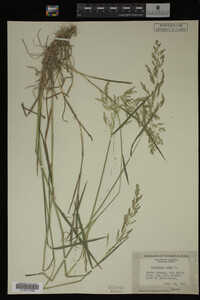 Agrostis alba image