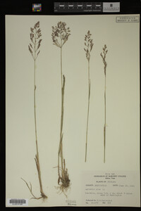 Agrostis alba image