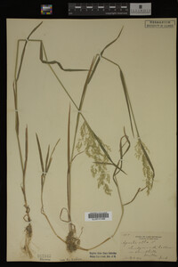 Agrostis alba image