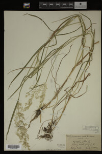 Agrostis alba image